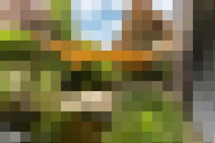 Steenbreekvaren 3 Bergschenhoek thumbnail 4