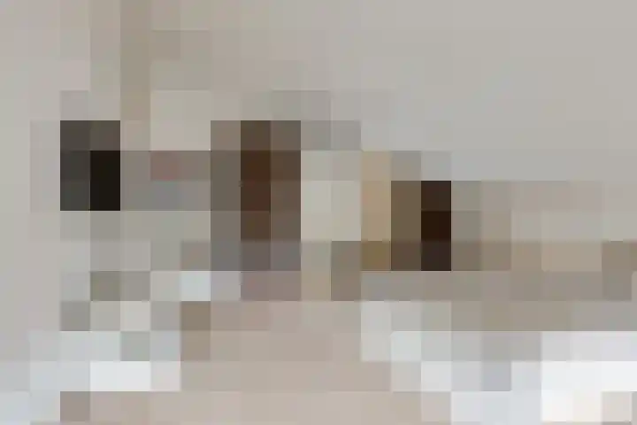 Steenbreekvaren 3 Bergschenhoek thumbnail 40