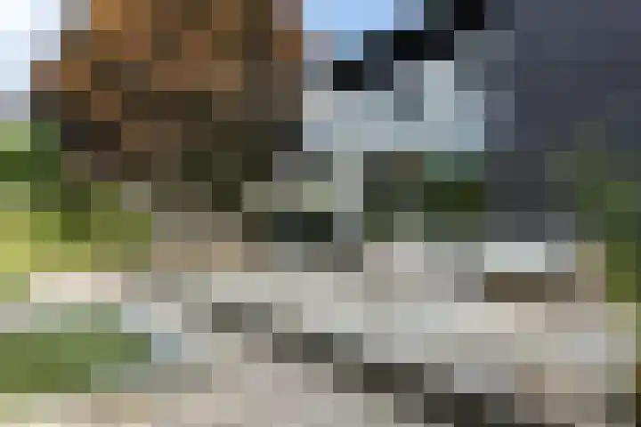 Steenbreekvaren 3 Bergschenhoek thumbnail 44