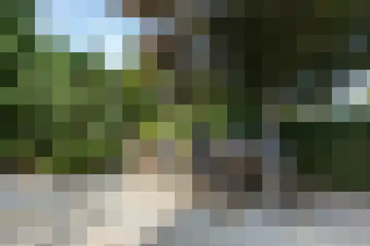 Steenbreekvaren 3 Bergschenhoek thumbnail 45