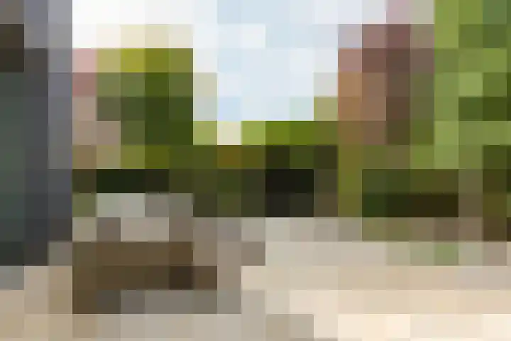 Steenbreekvaren 3 Bergschenhoek thumbnail 46