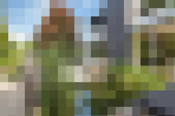 Steenbreekvaren 3 Bergschenhoek thumbnail 47