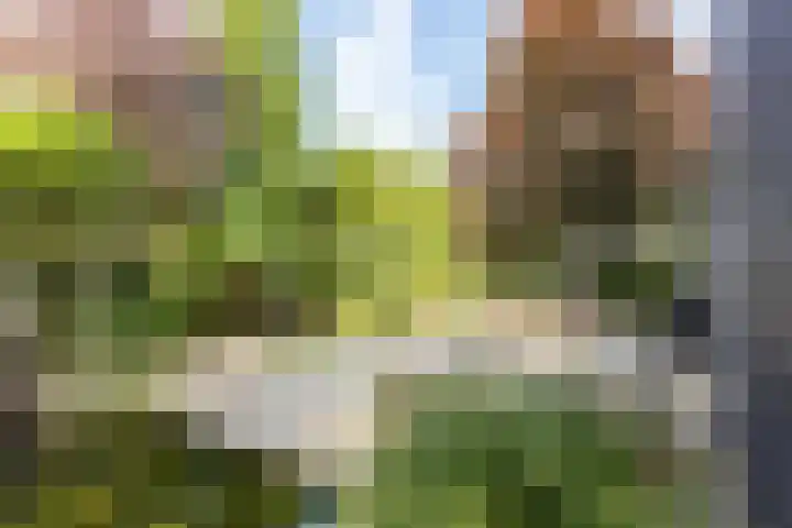 Steenbreekvaren 3 Bergschenhoek thumbnail 48