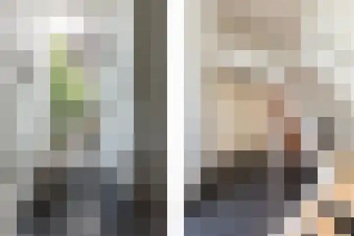 Steenbreekvaren 3 Bergschenhoek thumbnail 5