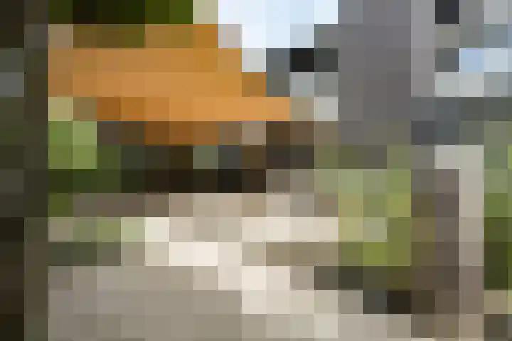Steenbreekvaren 3 Bergschenhoek thumbnail 52
