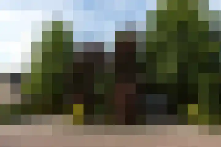 Steenbreekvaren 3 Bergschenhoek thumbnail 54