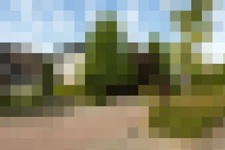 Steenbreekvaren 3 Bergschenhoek thumbnail 55