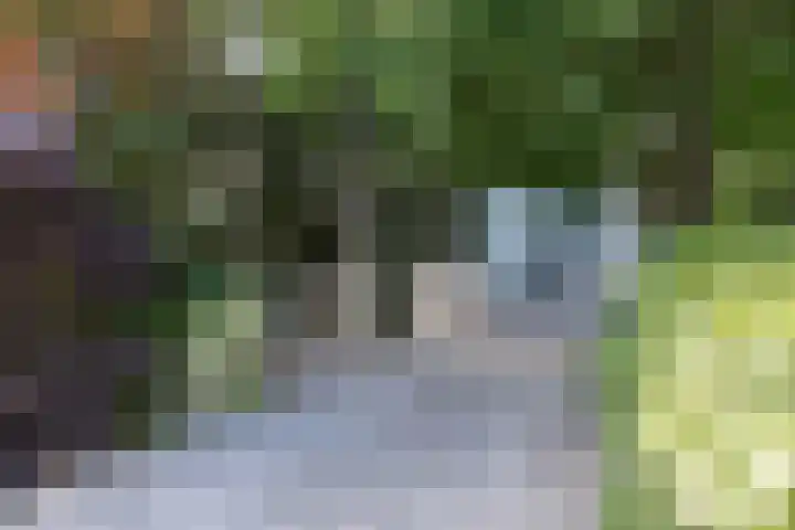 Steenbreekvaren 3 Bergschenhoek thumbnail 56