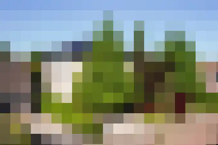 Steenbreekvaren 3 Bergschenhoek thumbnail 57