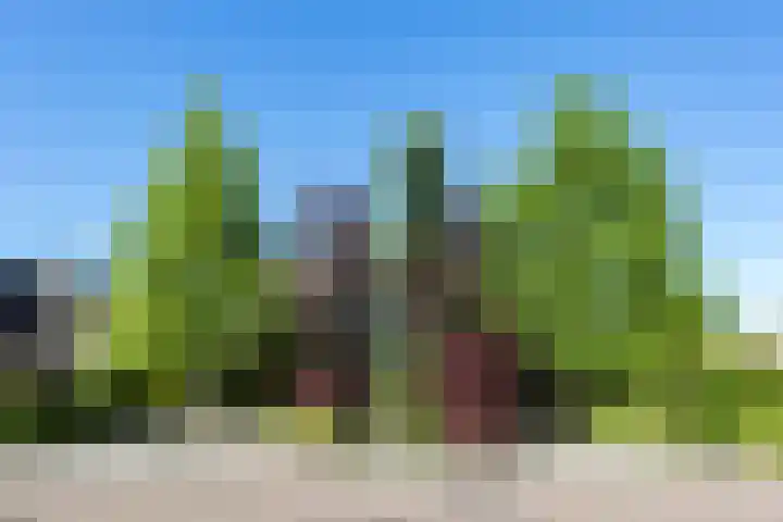 Steenbreekvaren 3 Bergschenhoek thumbnail 58