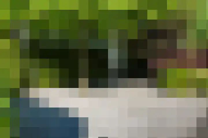 Steenbreekvaren 3 Bergschenhoek thumbnail 59