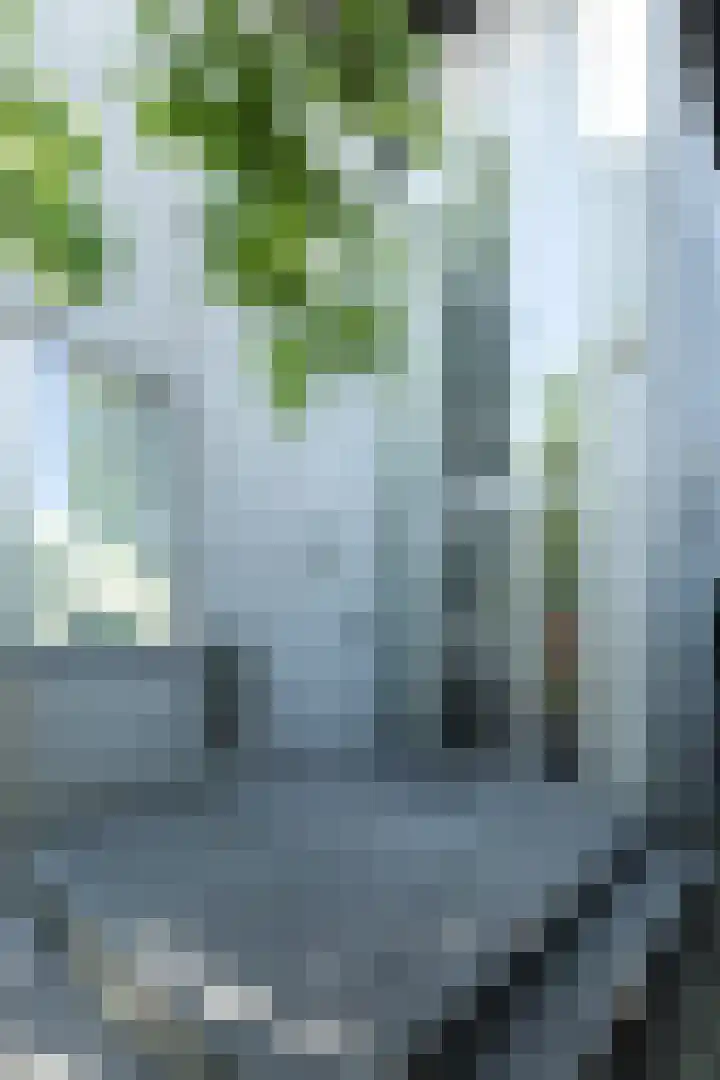 Steenbreekvaren 3 Bergschenhoek thumbnail 61