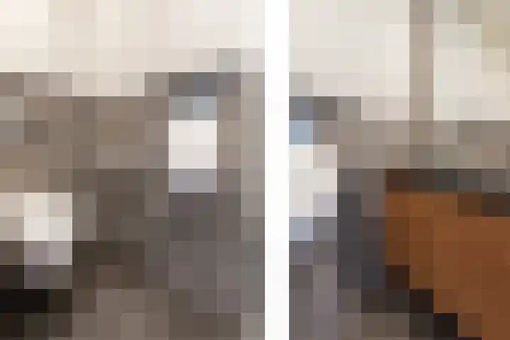 Steenbreekvaren 3 Bergschenhoek thumbnail 7
