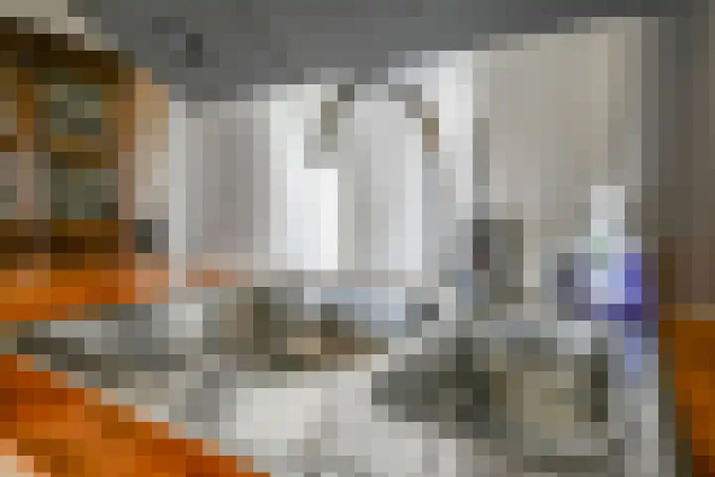 Steenbreekvaren 34 Bergschenhoek thumbnail 16