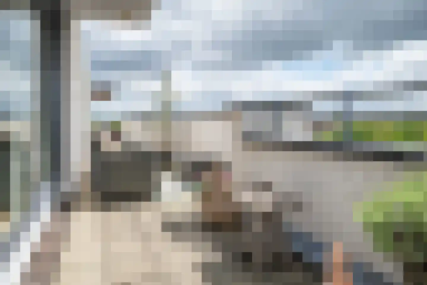 Steenbreekvaren 34 Bergschenhoek thumbnail 31
