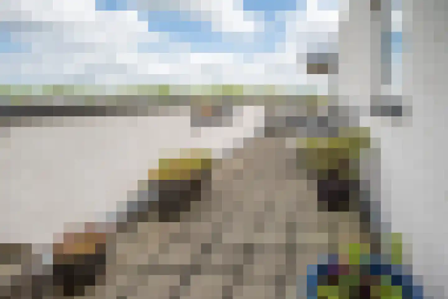 Steenbreekvaren 34 Bergschenhoek thumbnail 34
