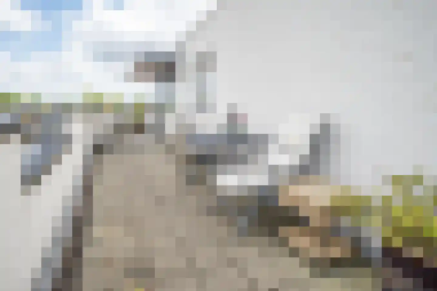 Steenbreekvaren 34 Bergschenhoek thumbnail 35