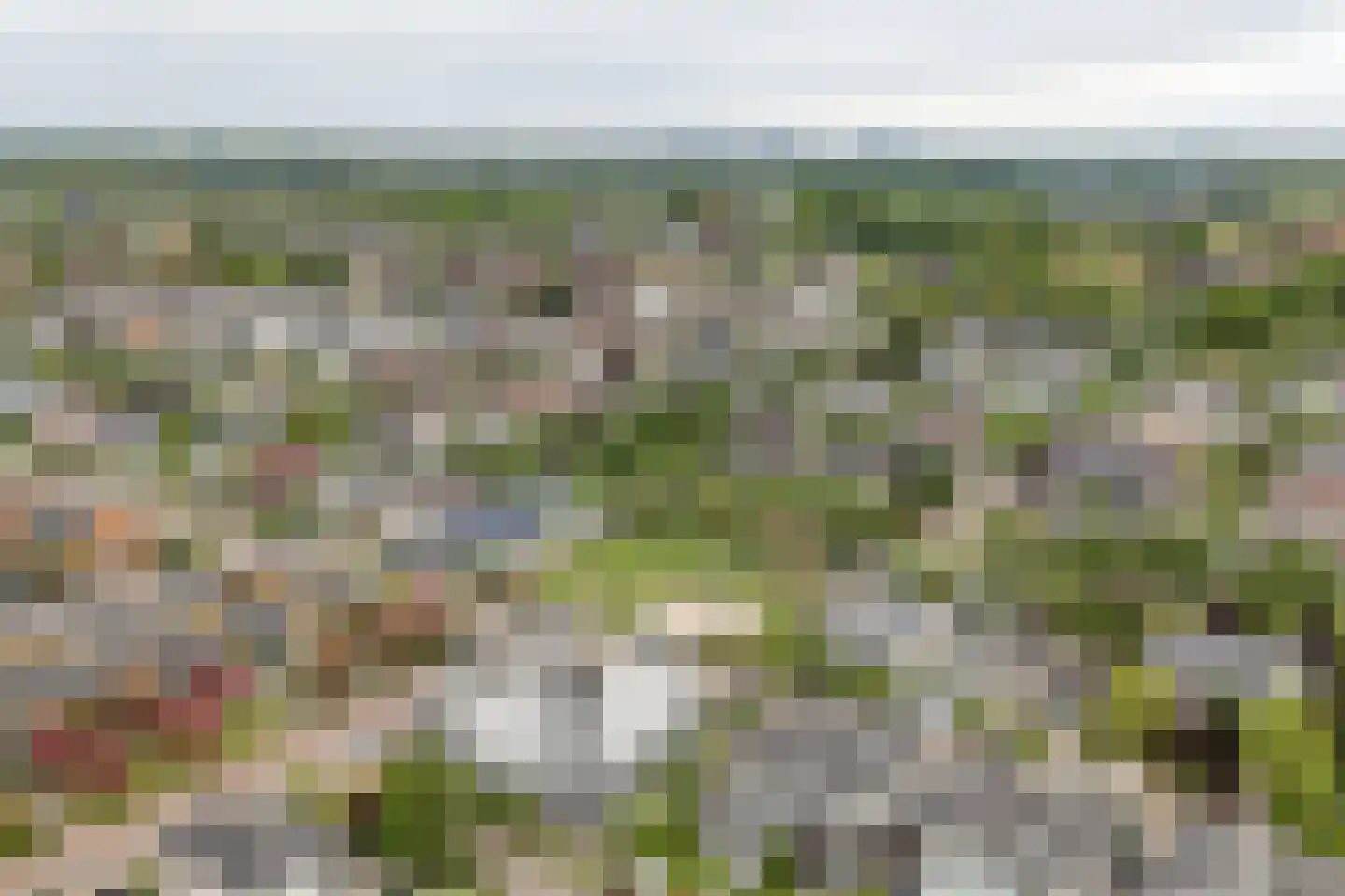 Steenbreekvaren 34 Bergschenhoek thumbnail 47