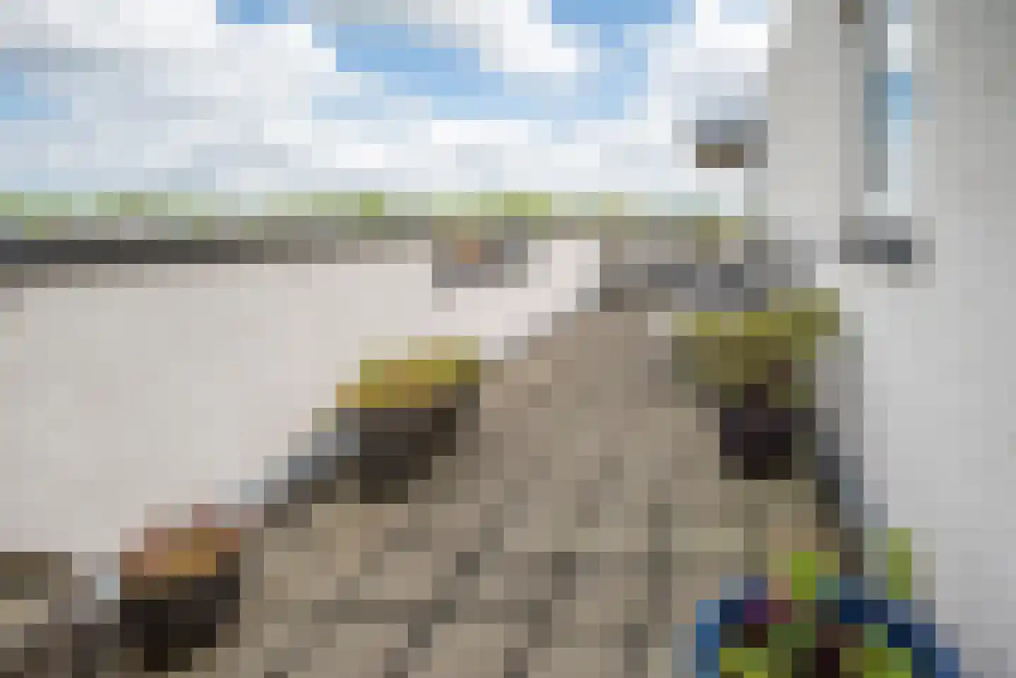 Steenbreekvaren 34 Bergschenhoek thumbnail 5