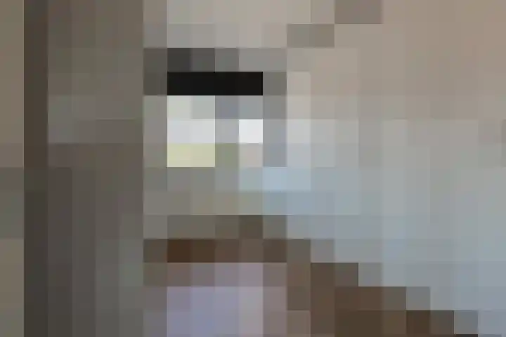 Steenbreekvaren 64 Bergschenhoek thumbnail 25