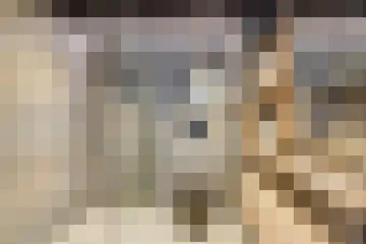 Steenbreekvaren 64 Bergschenhoek thumbnail 29