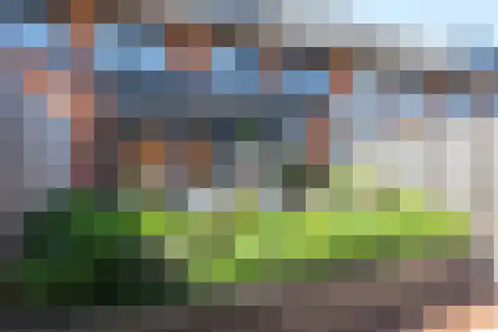 Steenbreekvaren 64 Bergschenhoek thumbnail 36