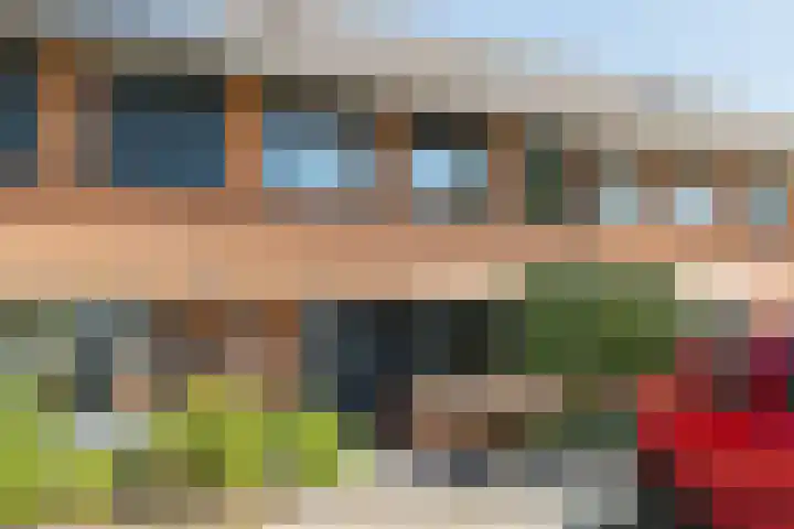Steenbreekvaren 64 Bergschenhoek thumbnail 5