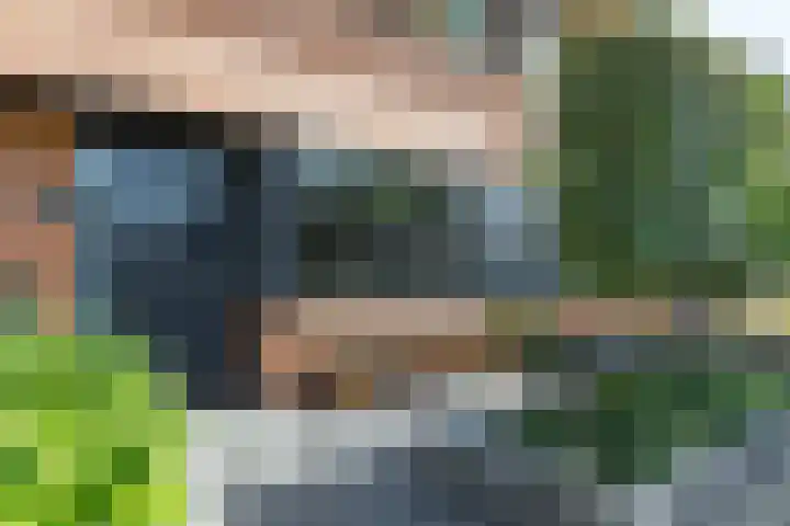 Steenbreekvaren 64 Bergschenhoek thumbnail 8
