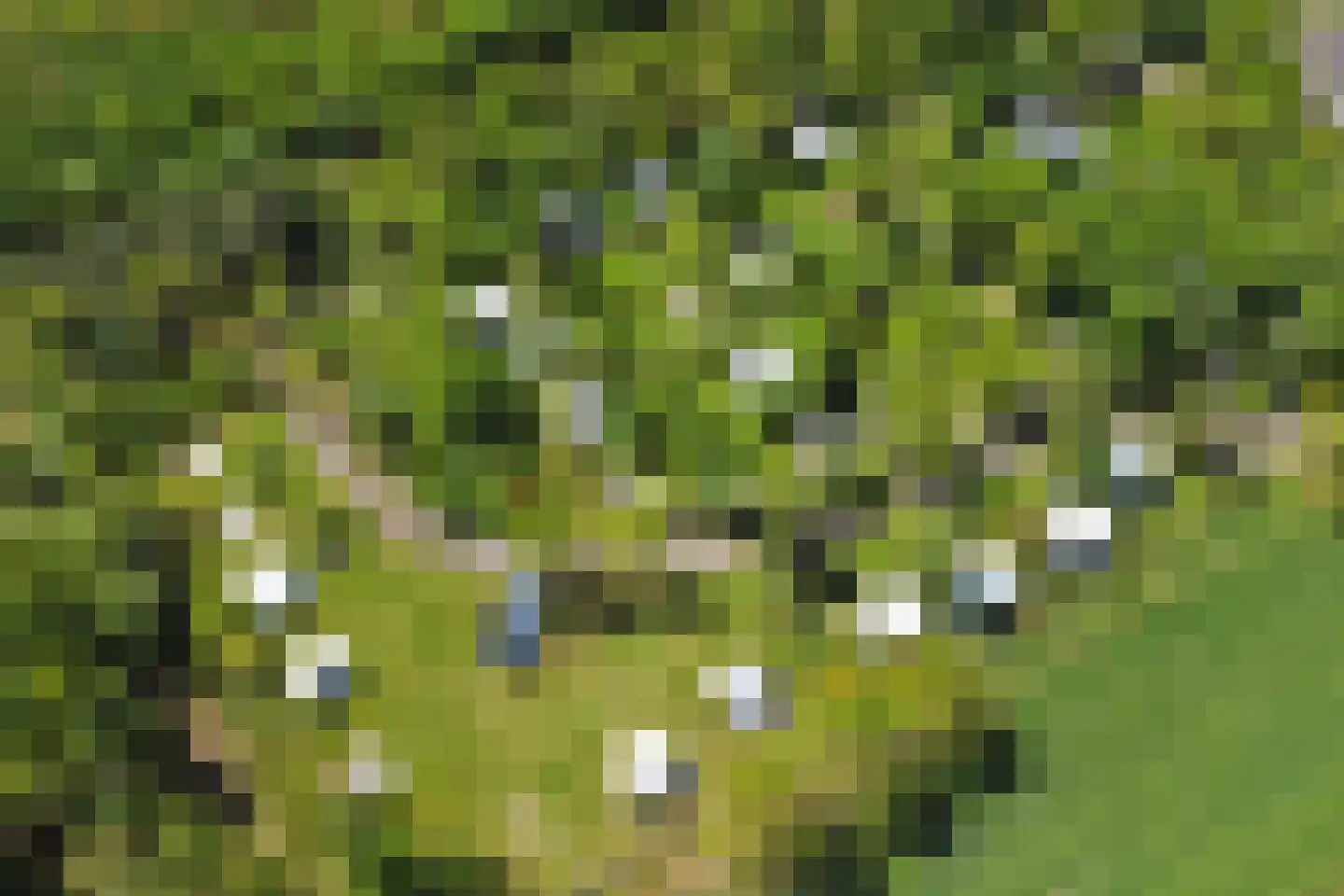 Steendervalsweg 26 Mantinge thumbnail 43