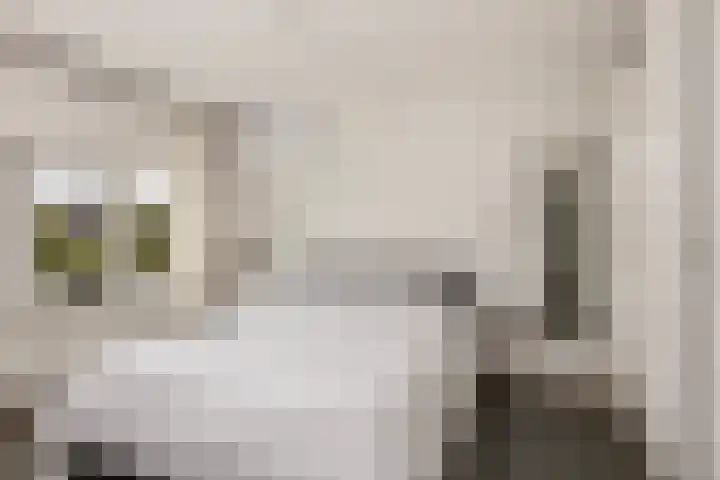 Steenen Camer 37 Bilthoven thumbnail 30