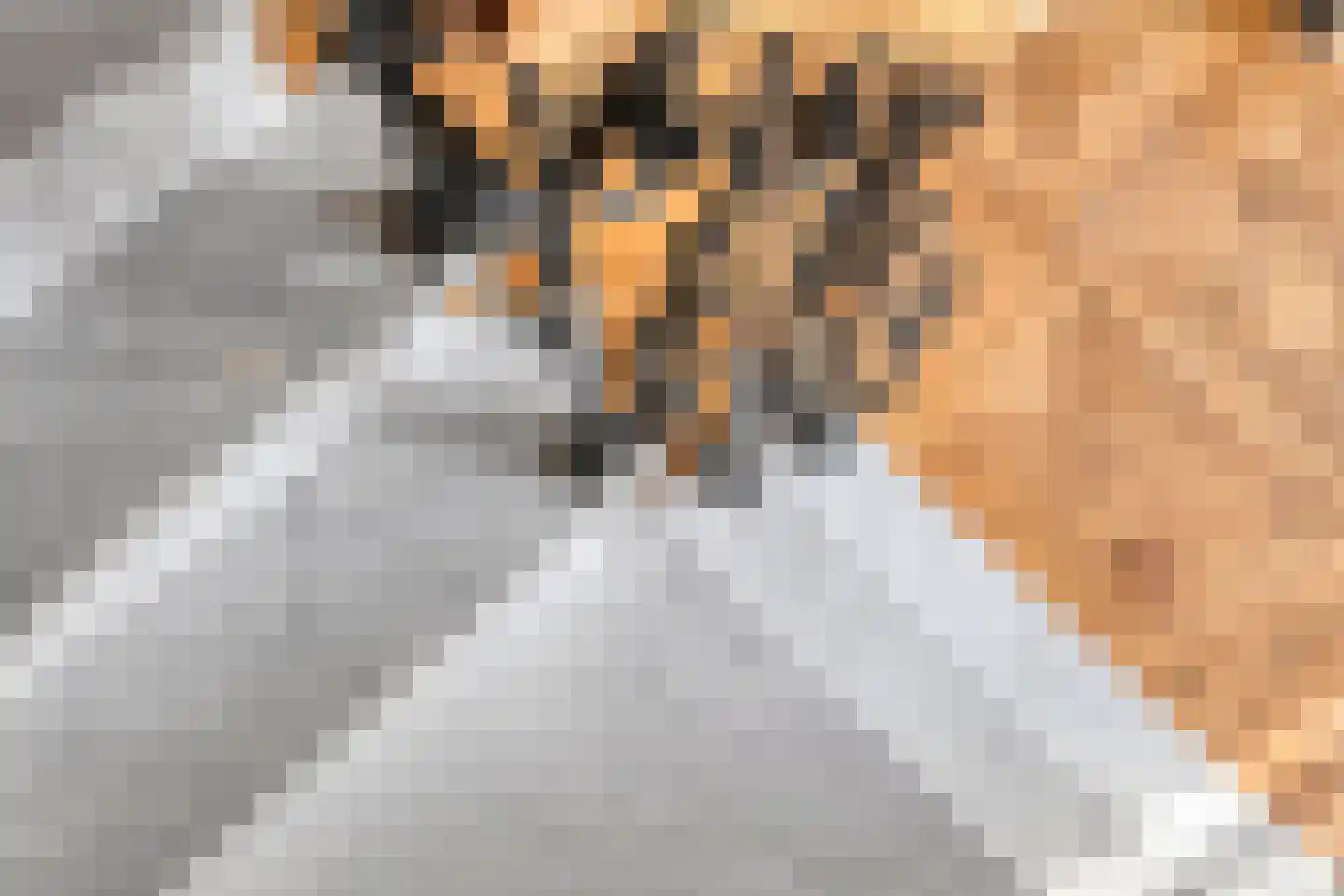 Steenhof 4 Bavel thumbnail 64