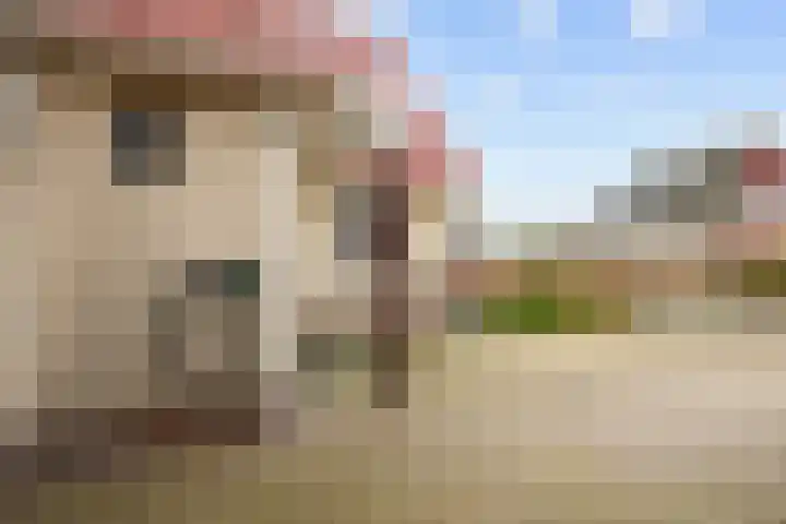 Steenhuis 21 Delfzijl thumbnail 72