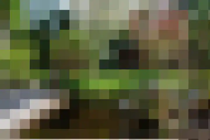 Steenkamp 5 Haren Gn thumbnail 52
