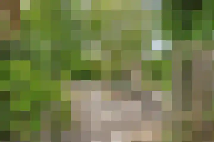 Steenovenstraat 32 Veghel thumbnail 30