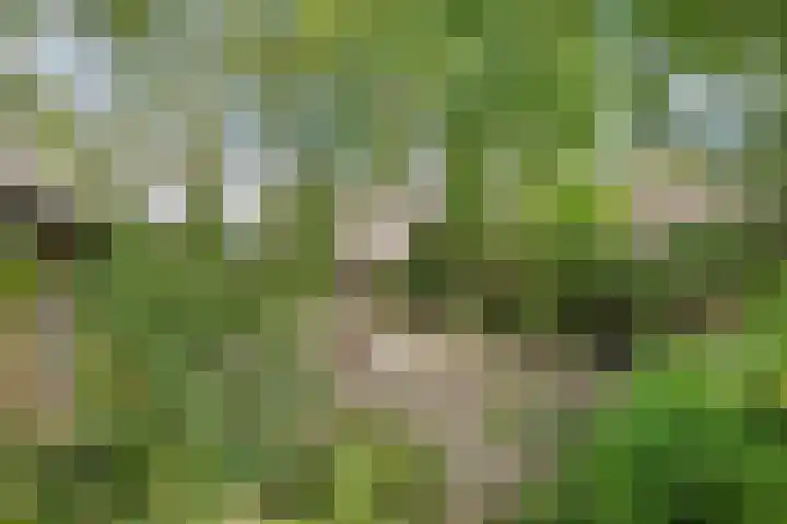 Steenovenstraat 32 Veghel thumbnail 33