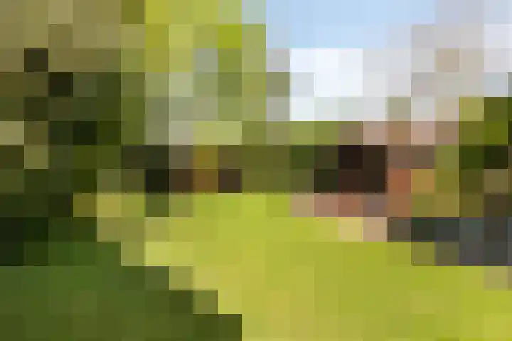 Steensedijk 102 Hulst thumbnail 29