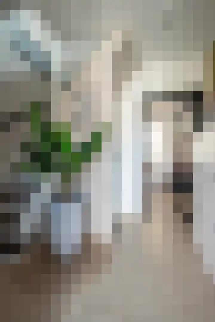 Steenstraat 31 Maasbracht thumbnail 4