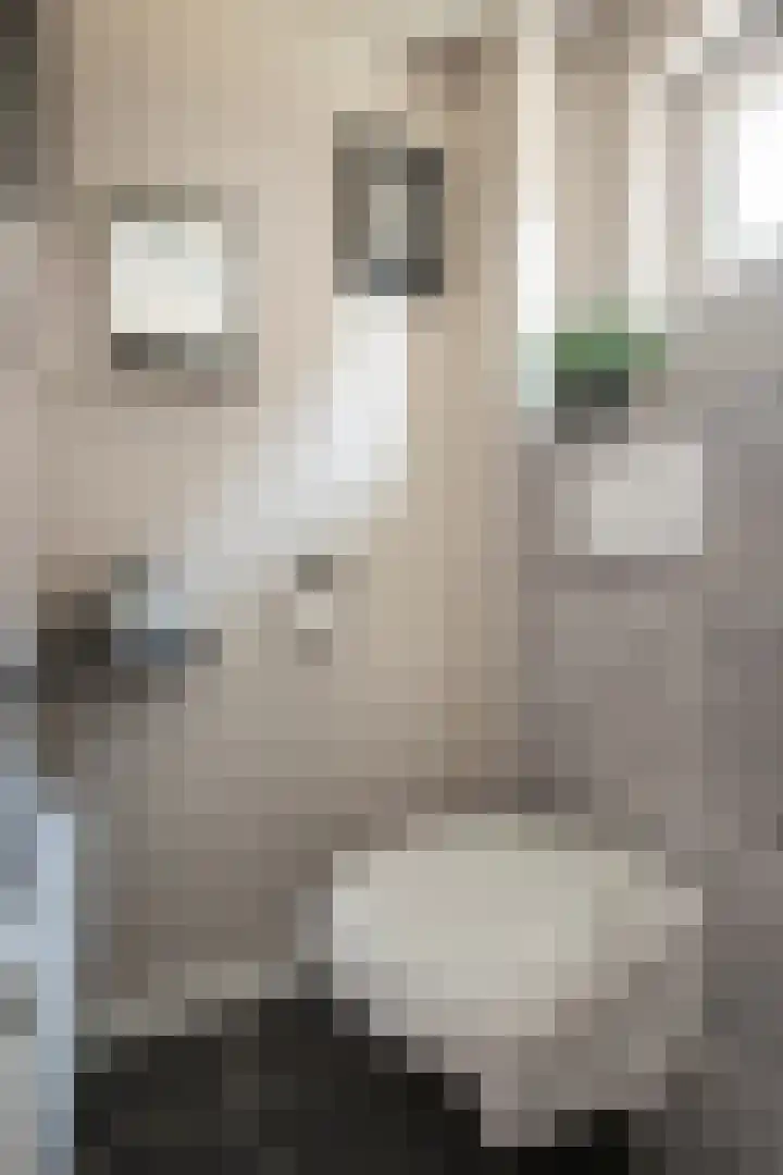 Steenstraat 31 Maasbracht thumbnail 5