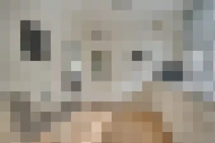 Steenstraat 4 Maasbracht thumbnail 9
