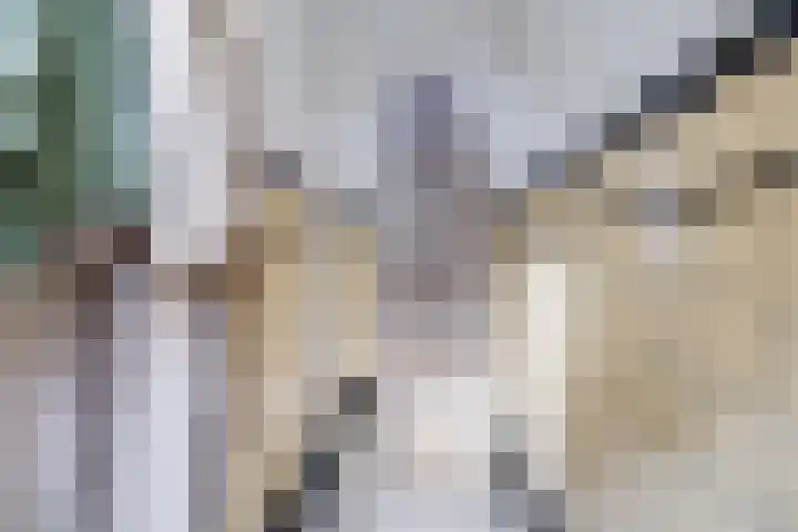 Steenstraat 6 Utrecht thumbnail 7