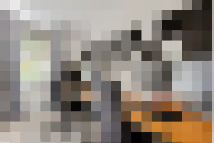 Steenuil 24 Emmen thumbnail 16