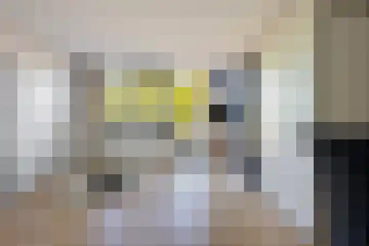 Steenuil 24 Emmen thumbnail 20