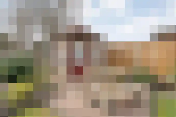 Steenuil 37 Ommen thumbnail 42