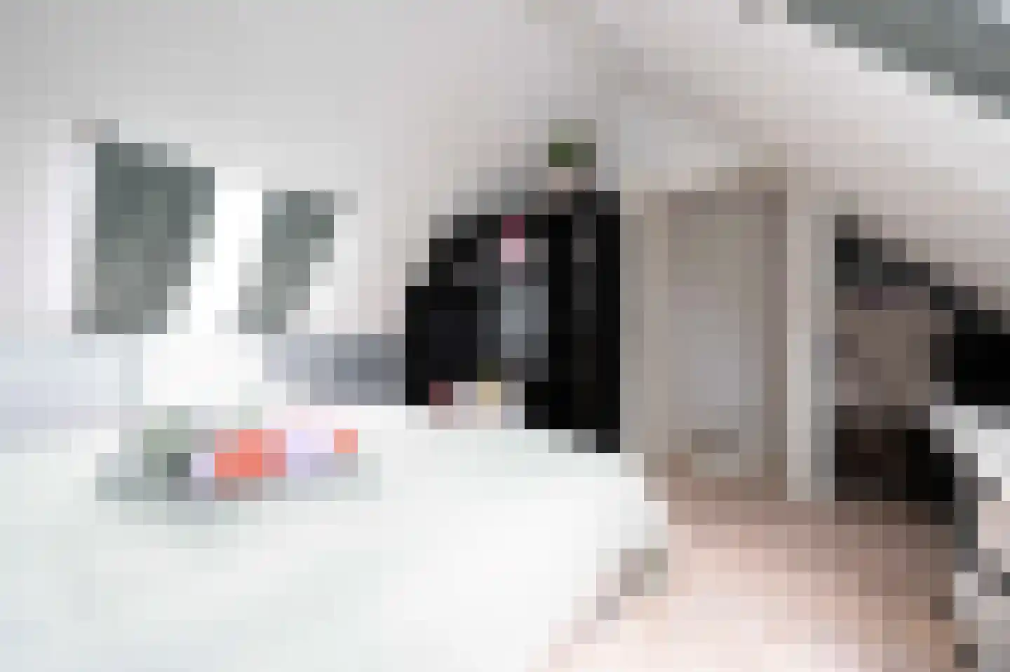 Steenuil 4 Bosschenhoofd thumbnail 35
