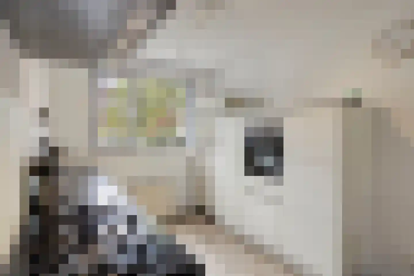 Steenuil 47 Eijsden thumbnail 10
