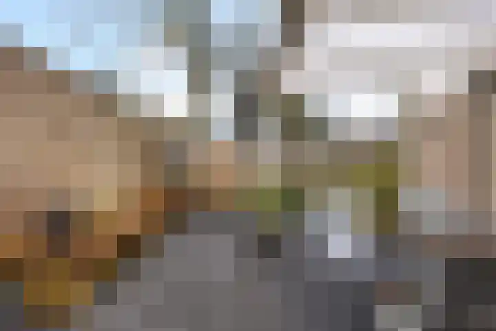Steenuil 94 Emmen thumbnail 37