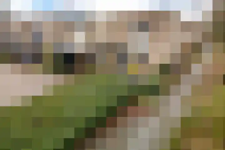 Steenuil 94 Emmen thumbnail 47