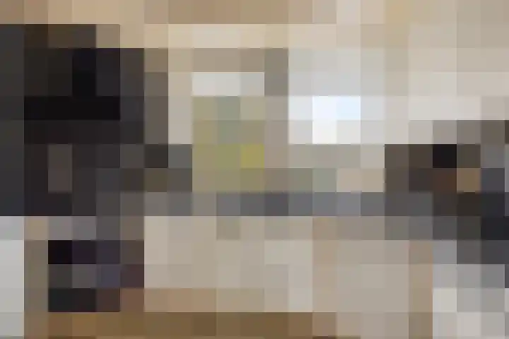 Steenuil 94 Emmen thumbnail 9