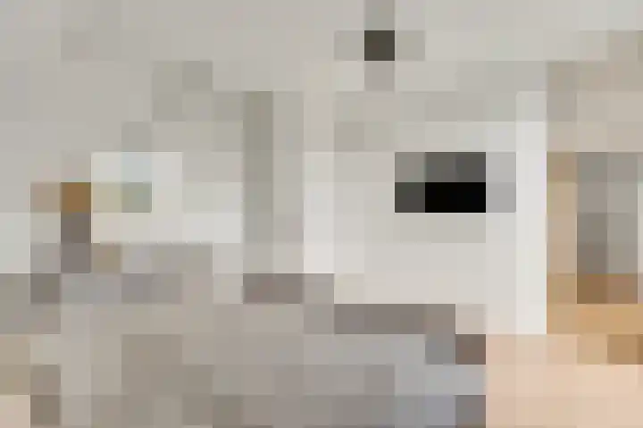 Steenuildreef 7 Sterksel thumbnail 36
