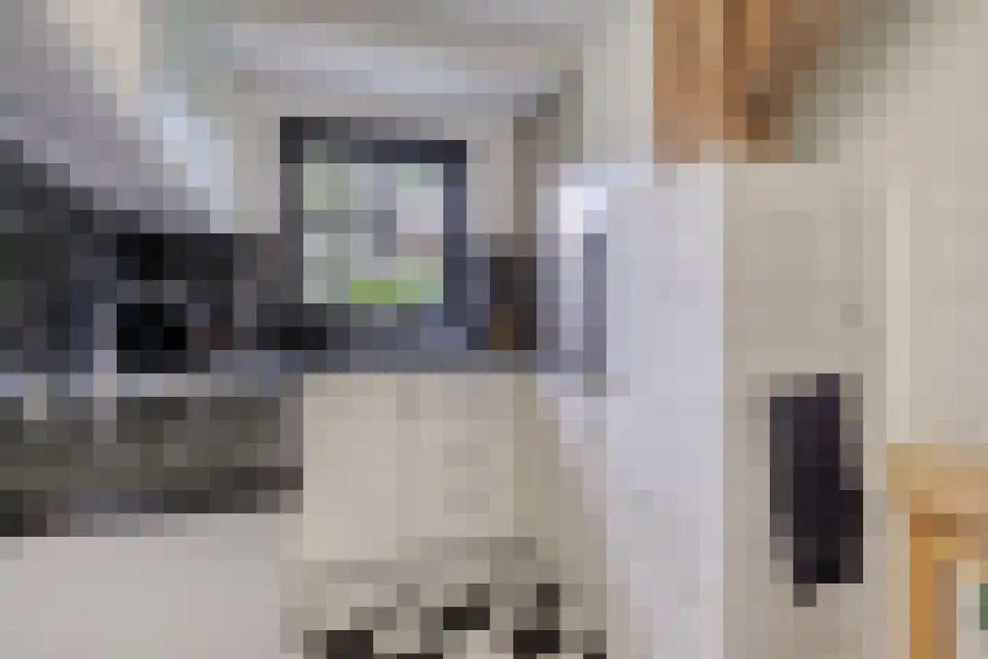 Steenweg 2 Schore thumbnail 18